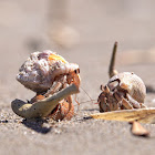 Hermit Crab