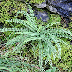 Maidenhair Spleenwort