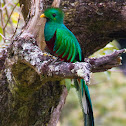 Resplendent Quetzal