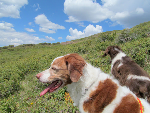 Dogs bushwhacking through gooseberries