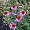 Echinacea