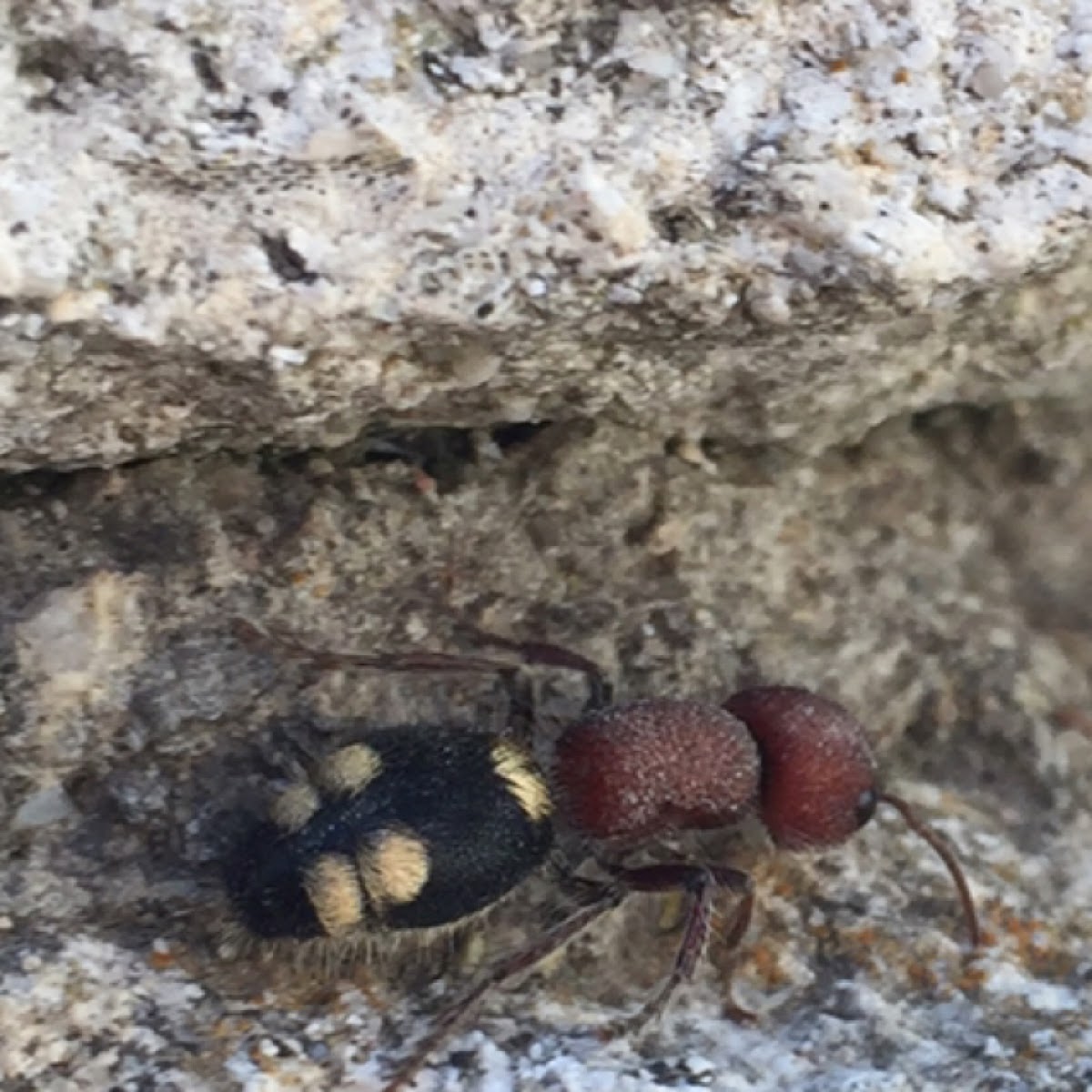 Velvet ant