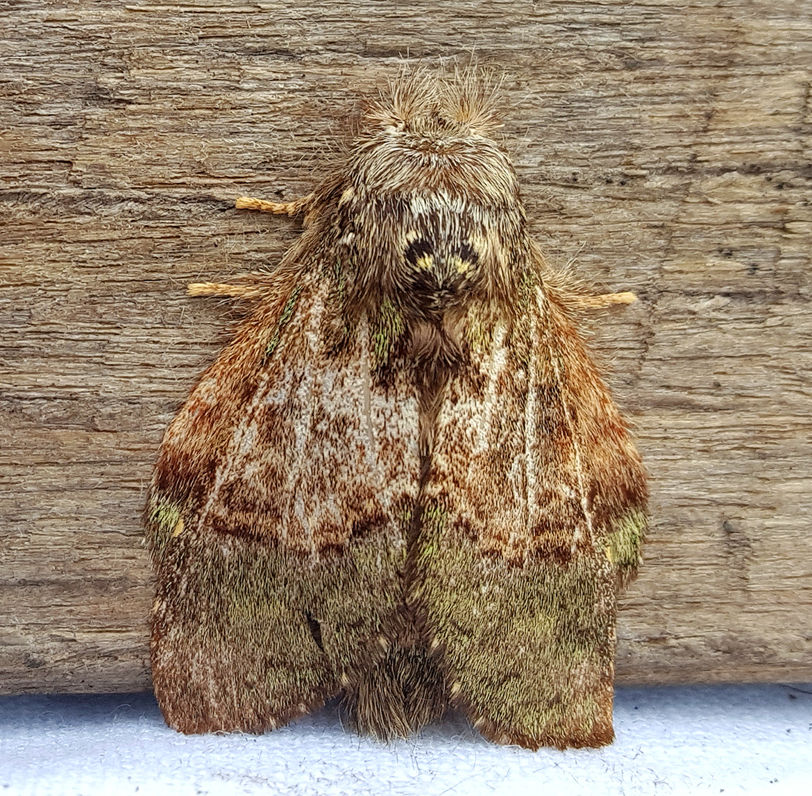 Prominent Moth