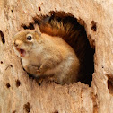 Red Squirrel