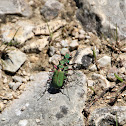 Green Tiger Beetle