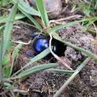 Earth-boring dung beetle