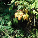 Orange leafs