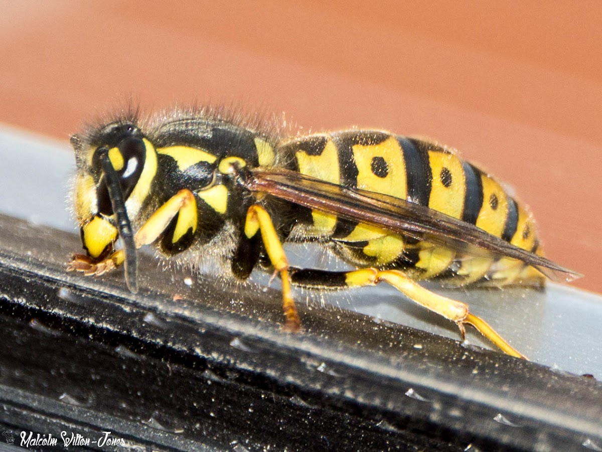 German Wasp