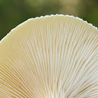 Hairy Lentinus