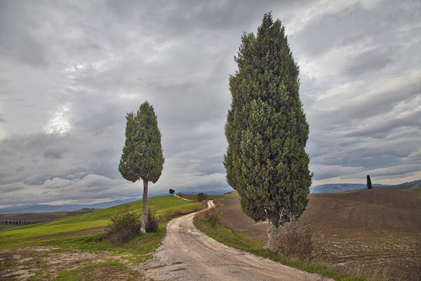 Cipressi di vagero