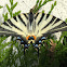 Machaon grand porte-queue