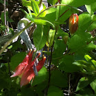 Columbine Flower