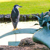 Black-Crowned Night-Heron/ ‘Auku‘u