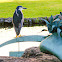 Black-Crowned Night-Heron/ ‘Auku‘u