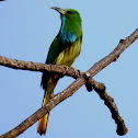 The blue-bearded bee-eater