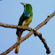 The blue-bearded bee-eater