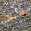 Red-veined Darter