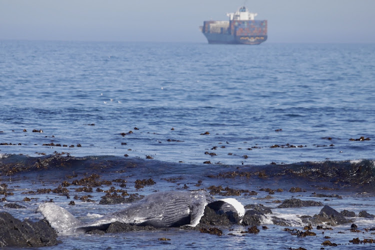 The carcass of a Humpback whale has washed ashore at Sea Point in Cape Town.