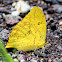 Tailed Sulphur