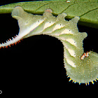 Sphingid caterpillar