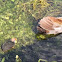 Common Gallinule