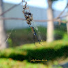 Batik Golden Web Spider