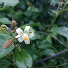 Grewia carpinifolia