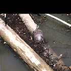 Eastern Painted Turtle