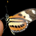 Isabella's longwing