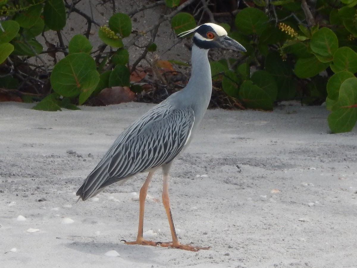 Yellow-crowned night heron