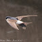 House Martin; Avión Común