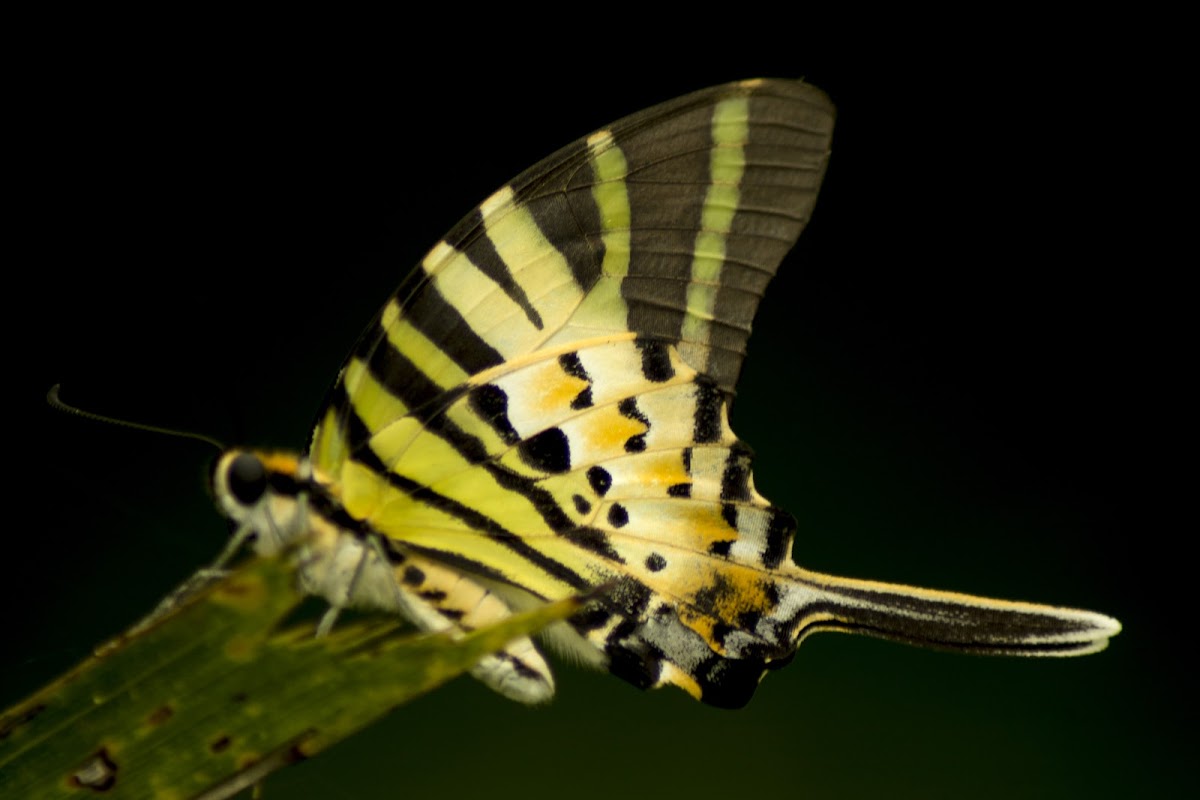 Five-bar Swordtail