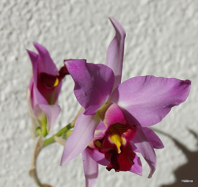 Laelia anceps subsp. dawsonii f. chilapensis (Guerrero) FCVtn40mqhwF_kyZZ9iaHVyyZLc9Pt28FGooIV5mKqQ2Vl8Yv-Dw2qOC41IKzV1lPNeN4dTYdftYesXfbFikH6_WhcEIQhES5IUe6MMkKMJPXWIlpzu7MoRAMaTECfBP2ommSfpMpWtBqttY_BZZ6QzPXA3CNS4HlQZt1GetQX0G5hSTu-OVi2WytkSexG8BBTMQZ_iRaNPboPnMAU55F8vUtVLYaLEtN9C1LQFppqvBHzHHWQ8aql7SrlUVSGPhzmy1axnPMOmxwjQhy79-yR8z8oy8wR1LBP0VibEvUQu92h9G6Rj6C-KLuLYVRB34rUVBC-VXVvlT5brFGIDCzcGSR5GjwGuoVbof-7idUG8AJGy9VmPhfYkheBIVmJ8VumBiIn5gVhr7sx_dy0fL7vY5-C7iNPISqs9FDj1QCHEYUIVeqYV94WLsQEDJvwZDYObJ4Jv1rewr19AyUk7Pcm-8tKMVwMyfn_40NVE_VqhDCjRyFlxcsYuV4tawJbniMvbJyU9j4bHDVeYYto6RIiqJ4iFz8qX46TL2cmmHlmNk=w668-h633-no