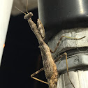 Carolina Mantis