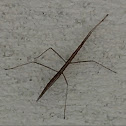 Walking Stick