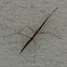 Walking Stick