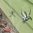 Writing spider; black and yellow garden spider