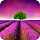 Lavender Wallpaper HD Custom New Tab