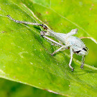 Rice Grasshopper Early Instar Nymph