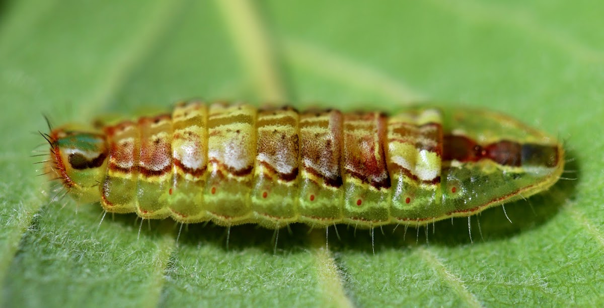 Common Oakblue Butterfly Caterpillar