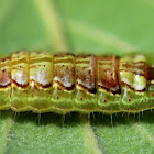 Common Oakblue Butterfly Caterpillar