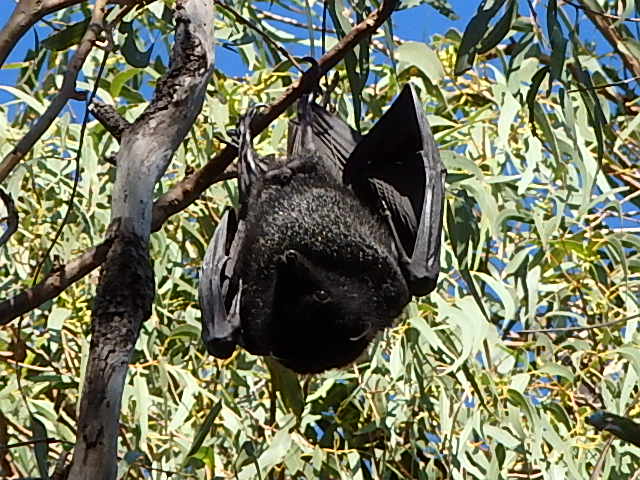 Black Flying Fox