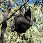 Black Flying Fox