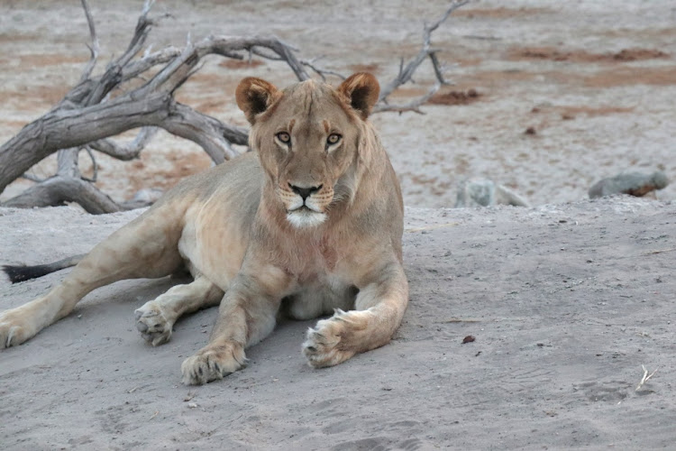 Lion enjoy the easy pickings that come with the annual zebra migration.