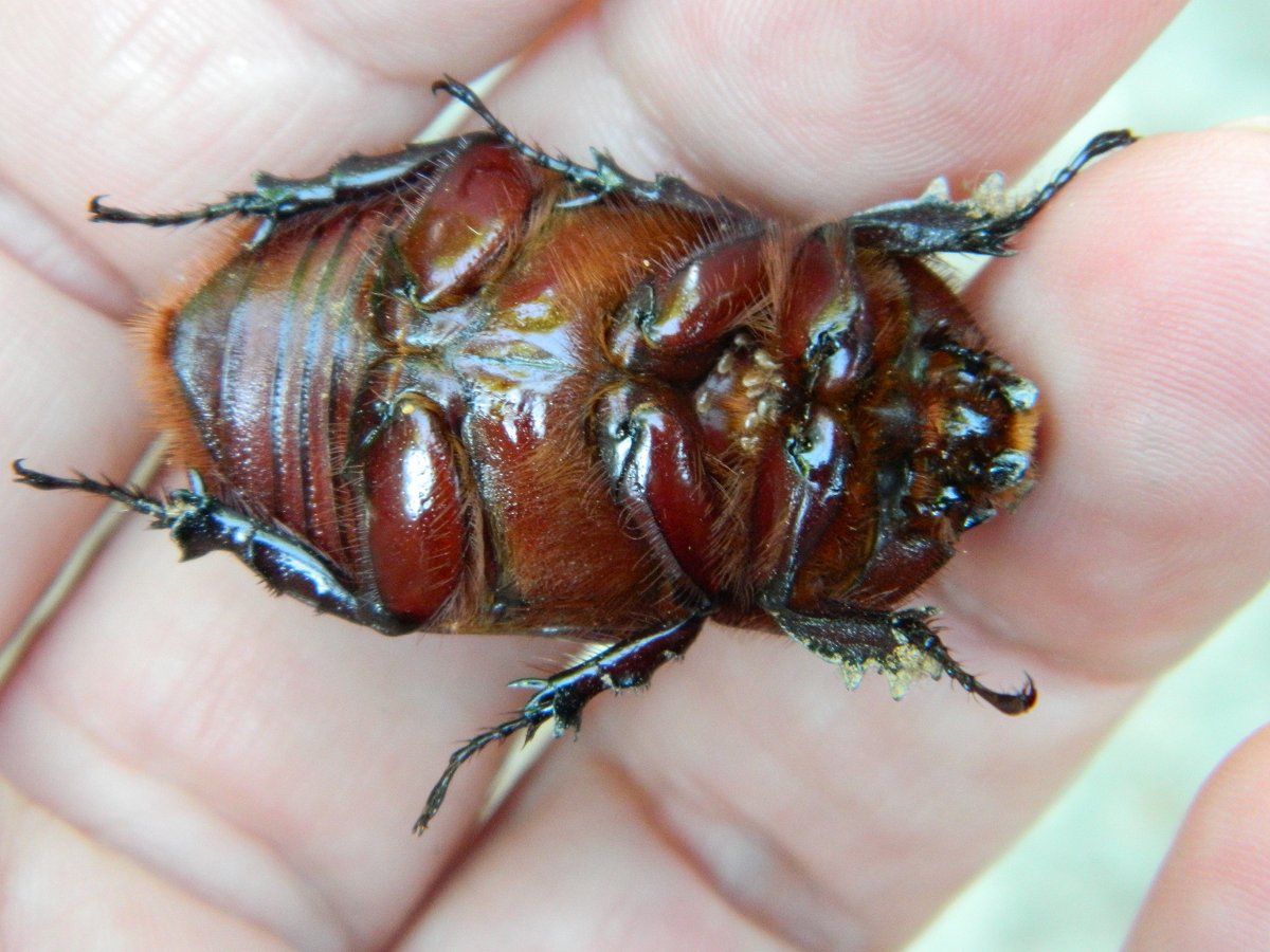 Female European rhinoceros beetle