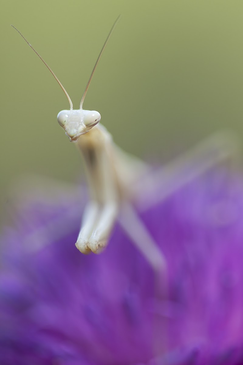 Ballerina di stefanogaleotti