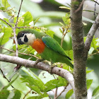 Orange-breasted Fig Parrot