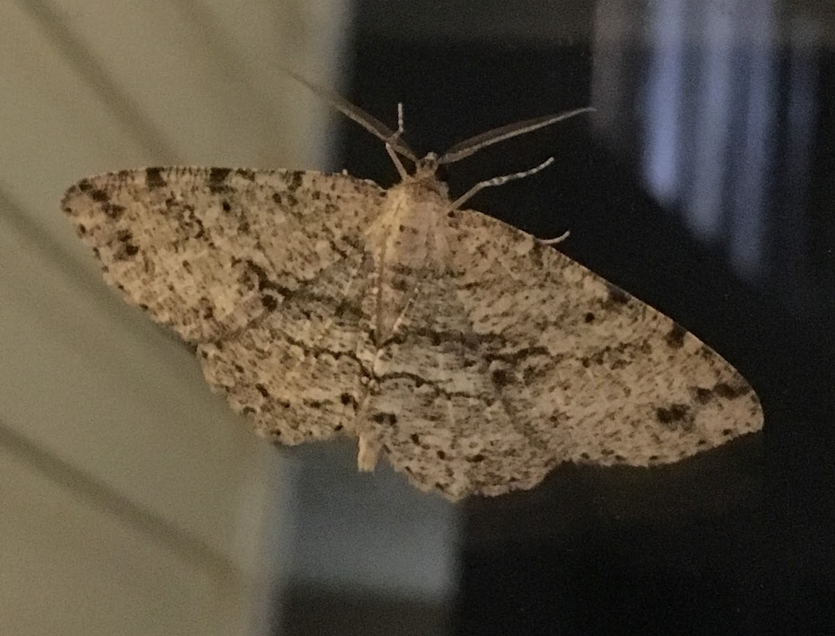 Porcelian Gray Moth