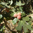 Galls on Oak tree