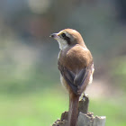 Brown Shrike